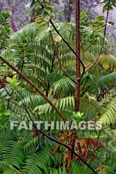 forest, ferms, volcano national park, island of hawaii, hawaii, forests