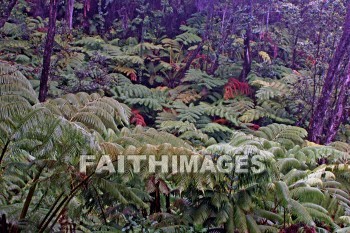 forest, ferms, volcano national park, island of hawaii, hawaii, forests