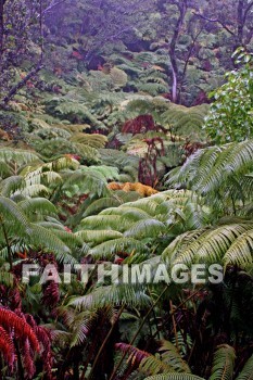 forest, ferms, volcano national park, island of hawaii, hawaii, forests