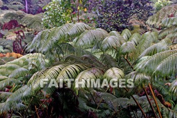 forest, ferms, volcano national park, island of hawaii, hawaii, forests