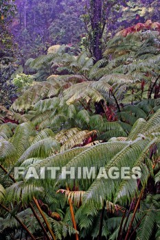 forest, ferms, volcano national park, island of hawaii, hawaii, forests