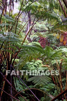 forest, ferms, volcano national park, island of hawaii, hawaii, forests