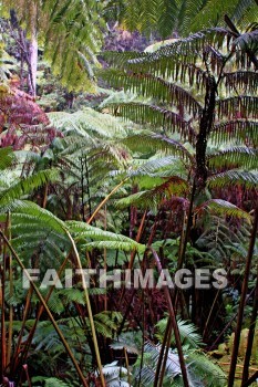 forest, ferms, volcano national park, island of hawaii, hawaii, forests