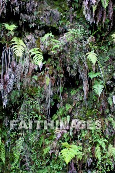 forest, ferms, volcano national park, island of hawaii, hawaii, forests