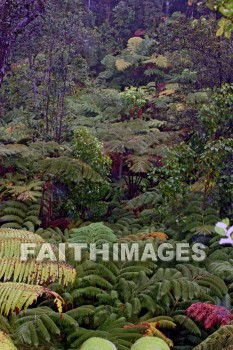 forest, ferms, volcano national park, island of hawaii, hawaii, forests