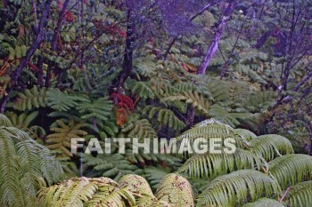 forest, ferms, volcano national park, island of hawaii, hawaii, forests