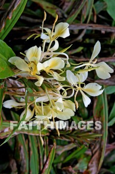 white flowers, white, flower, volcano national park, island of hawaii, hawaii, whites, flowers