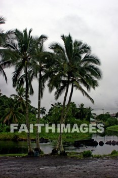 tree, palm, palm trees, seashore, island of hawaii, hawaii, trees, palms, seashores