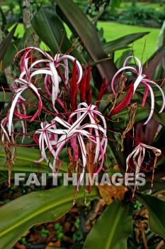 sumatran giant lily, Lily, flower, flower, white and pink flowers, island of hawaii, hawaii, Lilies, flowers