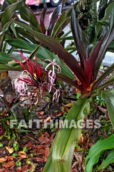 sumatran giant lily, Lily, flower, flower, white and pink flowers, island of hawaii, hawaii, Lilies, flowers