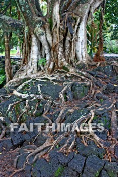 Japan, Japanese, park, gift, banyan tree, root, world war ii, island of hawaii, hawaii, parks, Gifts, roots