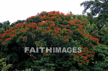 Japan, Japanese, park, gift, world war ii, island of hawaii, hawaii, poinsettia tree, parks, Gifts