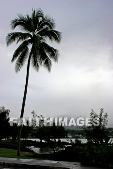 Japan, Japanese, park, gift, palm tree, palm, world war ii, island of hawaii, hawaii, parks, Gifts, palms