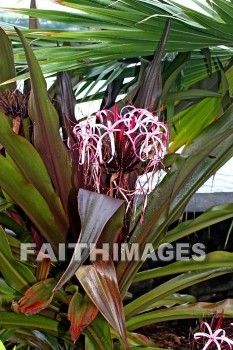 sumatran giant lily, Lily, flower, flower, white and pink flowers, island of hawaii, hawaii, Lilies, flowers