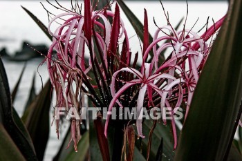 sumatran giant lily, Lily, flower, flower, white and pink flowers, island of hawaii, hawaii, Lilies, flowers