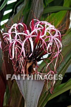 sumatran giant lily, Lily, flower, flower, white and pink flowers, island of hawaii, hawaii, Lilies, flowers