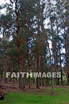 forest, tree, maui, hawaii, forests, trees