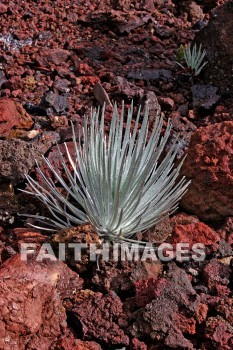 silversword, rare, plant, maui, hawaii, plants