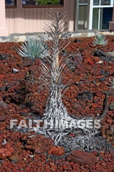 silversword, rare, plant, maui, hawaii, plants