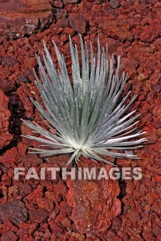 silversword, rare, plant, maui, hawaii, plants