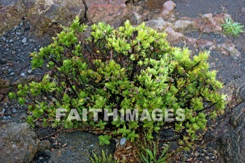 alpine bush, pu'u 'ula'ula summit, crater, caldera, extinct volcano, haleakala national park, maui, hawaii, craters