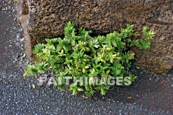 alpine bush, pu'u 'ula'ula summit, crater, caldera, extinct volcano, haleakala national park, maui, hawaii, craters