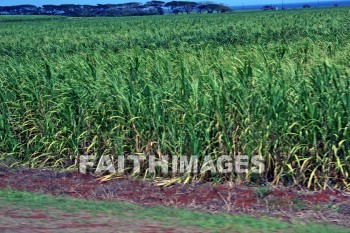sugar, sugar-cane, field, maui, hawaii, harvest, sugars, fields, harvests