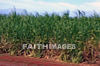 sugar, sugar-cane, field, maui, hawaii, harvest, sugars, fields, harvests