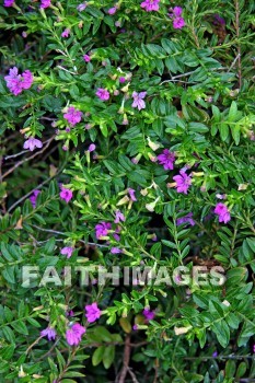 purple, flower, purple flowers, maui, hawaii, purples, flowers