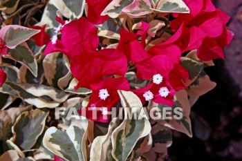 bougainvillea, red, red flowers, maui, hawaii