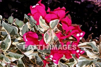 bougainvillea, red, red flowers, maui, hawaii