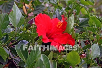 red hibiscus, red, flower, maui ocean center, maui, hawaii., flowers