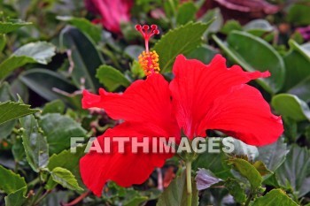 red hibiscus, red, flower, maui ocean center, maui, hawaii., flowers