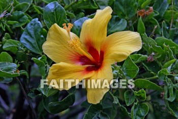 yellow hibiscus, yellow, flower, yellow flowers, maui ocean center, maui, hawaii., yellows, flowers