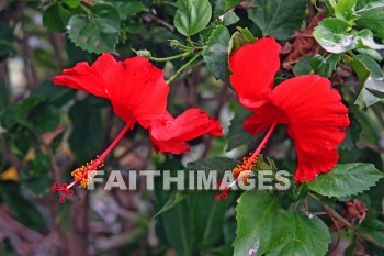 red hibiscus, red, flower, maui ocean center, maui, hawaii., flowers