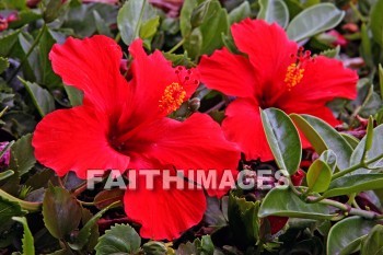 red hibiscus, red, flower, maui ocean center, maui, hawaii., flowers