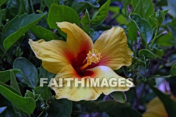 yellow hibiscus, yellow, hibiscus, yellow flowers, maui ocean center, maui, hawaii., yellows