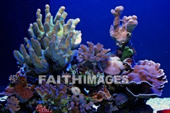 Coral, aquarium, maui ocean center, maui, hawaii, aquariums