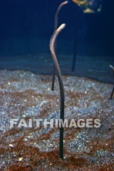 garden eels, eel, maui ocean center, maui, hawaii., eels