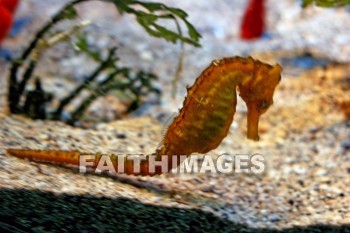 seahorse, maui ocean center, maui, hawaii