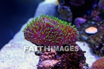 Coral, maui ocean center, maui, hawaii