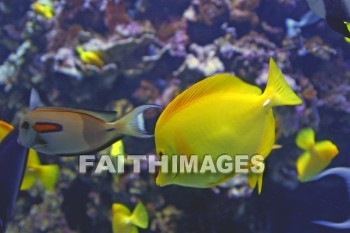 fish, aquarium, maui ocean center, maui, hawaii, Fishes, aquariums