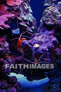 shrimp, maui ocean center, maui, hawaii., shrimps