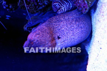 moray eel, eel, maui ocean center, maui, hawaii., eels