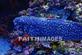 moray eel, eel, maui ocean center, maui, hawaii., eels