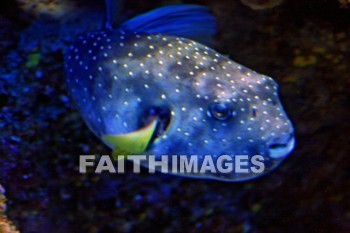 moray eel, eel, maui ocean center, maui, hawaii., eels