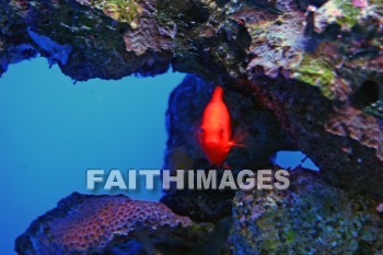 red fish, maui ocean center, maui, hawaii.