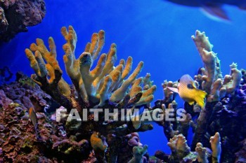 Coral, maui ocean center, maui, hawaii.