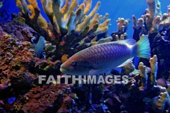 Coral, maui ocean center, maui, hawaii.