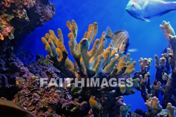 Coral, maui ocean center, maui, hawaii.